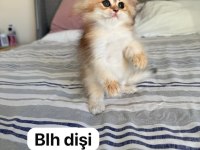 Muhteşem güzellik bebek kediler
