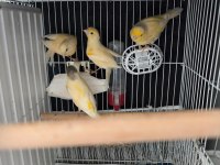 Kaliteli alman tepeli kanarya yavrular