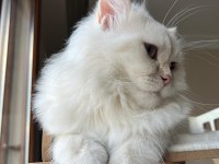 Yetişkin Erkek Safkan Şecereli British Longhair