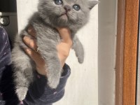 British cinsi yavrularımız teslime hazırdır
