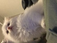 Sevimli yavrumuz british longhair