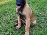 Ruhsatlı köpek çifliğinden B Kurdu yavrular a scrli