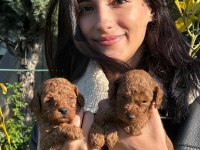 TOY POODLE MUHTEŞEM BEBEKLERİMİZ