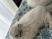 Scottish Longhair