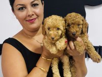 Red toy poodle yavrularım