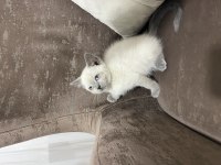 British Blue Point