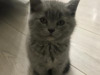 British Longhair yavruş sahiplendirme