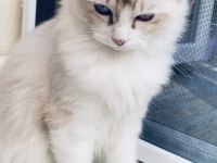 Ragdoll o bir kediden çok daha fazlası
