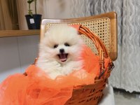 Teddy pomeranian boo