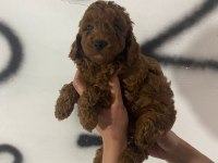 Red brown poodle yavrularım