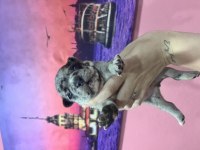 Fransız bulldog bebekler