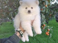 Kar beyazı pomeranian yavrularımız
