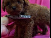 Teacup kore poodle yavruları