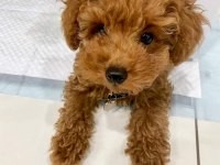 Baby Toy Poodle Yavrular Yeni Yuvalarını Bekliyor