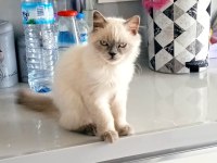 4 aylık blue point kedimiz yeni yuvasını arıyor