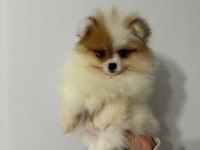 Pomeranian yavrularımız her ile gönderim sağlanır