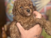 Mini Boy Red Toy Poodle Kızımız