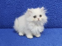 İstanbul içi 7/24 Adrese teslim longhair British ponçik 