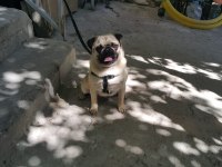Pug mops sahiplendirilecek