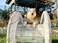 SHOW KALİTE HUSKY ARAYANLARA ÖZEL