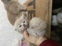Dişi erkek mevcut british shorthair