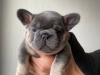 A KALİTE FRENCH BULLDOG YAVRULAR İÇİN İLETİŞİME GEÇİN