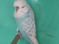 7 aylık erkek Show Jumbo Muhabbet Kuşu