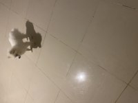 Pomeranian boo köpeği