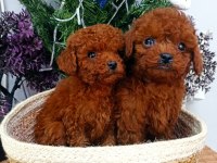 SAFKAN RED BROWN TOY POODLE YAVRULARIMIZ