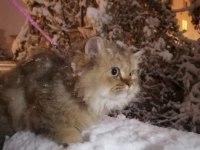 British longhair ücretsiz sahiplendirme