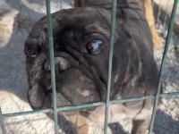 GÜZEL FRENCH BULLDOG OĞLUMUZA ÜCRETSİZ YUVA ARIYORUZ