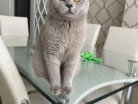 BRİTİSH SHORTHAİR KEDİMİZE DİŞİ ARIYORUZ