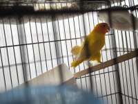 Green opal lutino çift ve lutino albino çift kuşlar
