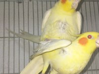 Temiz Hazır Eş Sultan Papağanlar