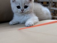 Safkan British Shorthair