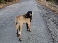 Panter soyu kangal dişi