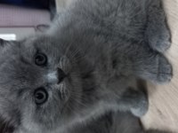British shorthair yavruları