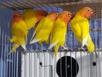 Lutino albino cennet papağanı