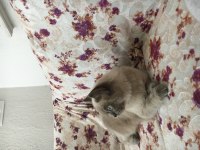 British shorthair blue point