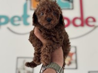 Petmode köpek çiftliğinde ziyarete açık toy poodle
