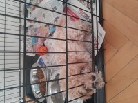 ORJİNAL POMAPOO AŞILI KARNELİ