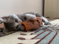 Çok oyuncu erkek kedi şanslı