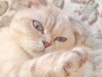 Dişi Scottish Fold