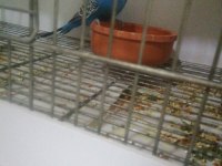 Kalite muhabbet kuşu beslemek isteyene
