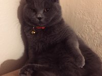 British shorthair