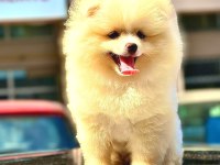 POMERANİAN BOO DÜNYASI