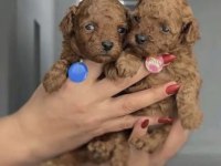 Toy Poodle Safkan Yavrumuz