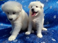 Samoyed yavrularımız iki aylık