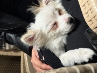 Pomeranian uygun 2.5 aylık
