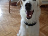 Golden Retriever sahiplendirme